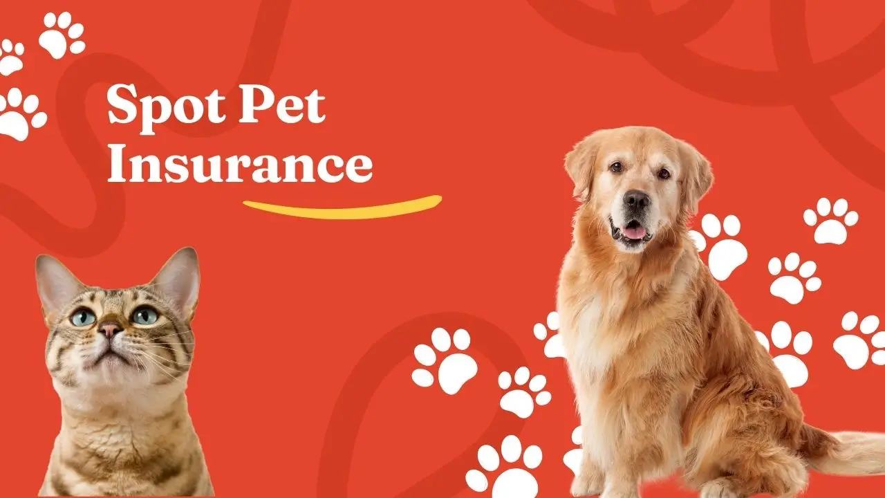 spot pet insurance